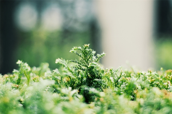 Tree nature grass branch Photo