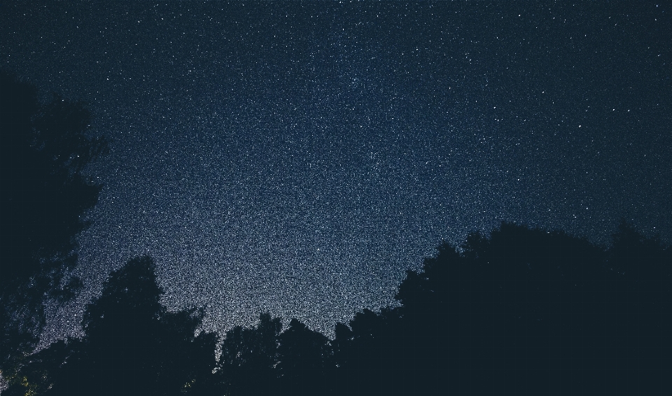 Pohon bayangan hitam langit malam