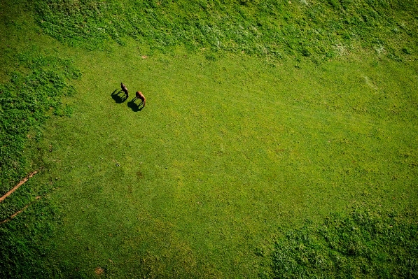 Foto Alam hutan rumput tanaman