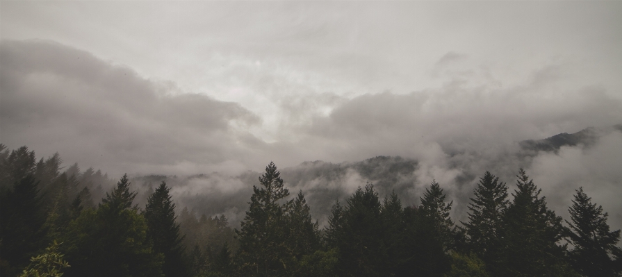 風景 木 自然 森 写真