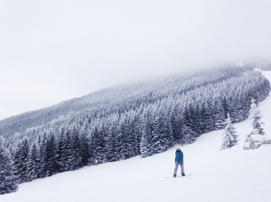 Foto Albero foresta montagna nevicare