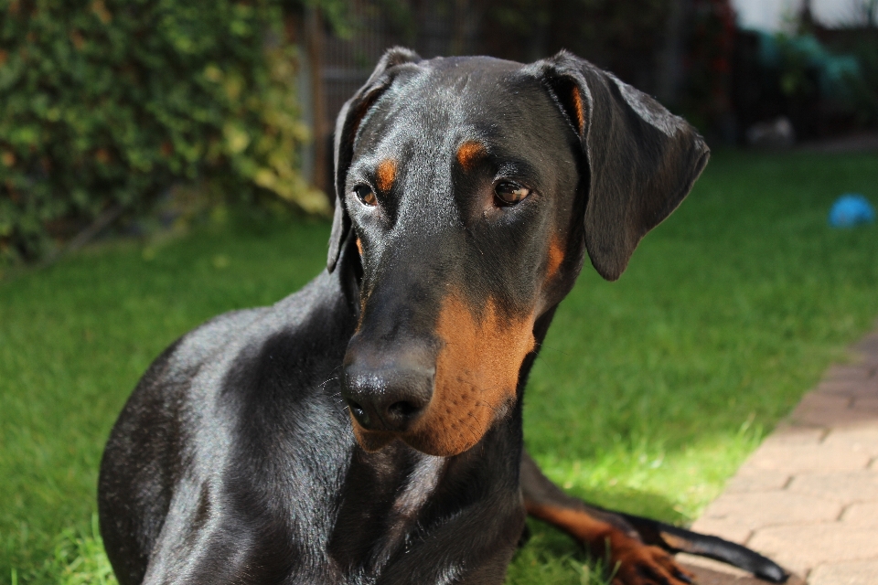 Cachorro mamífero vertebrado
 raça de cachorro
