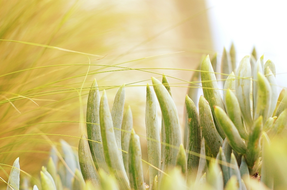 Grass branch plant field