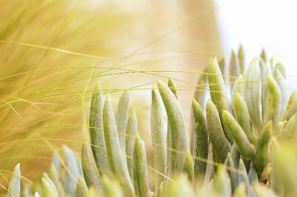 Grass branch plant field Photo