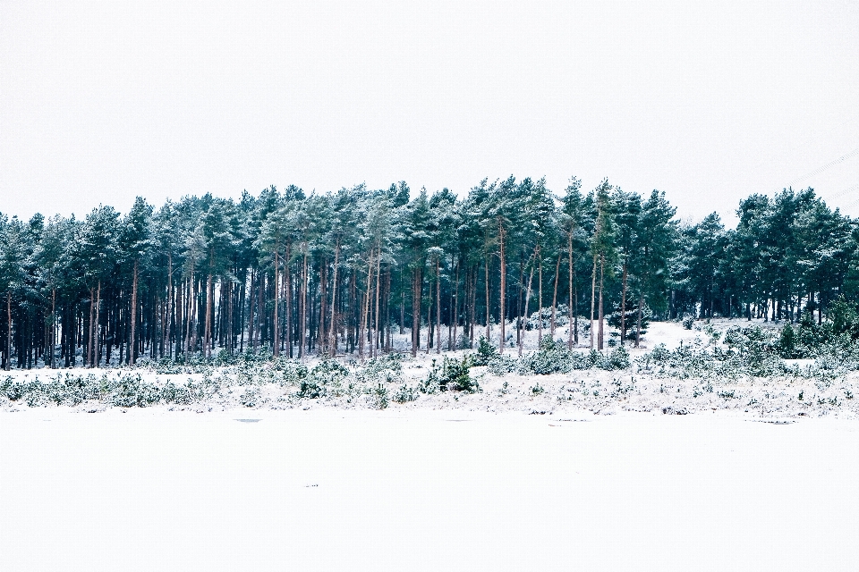 Tree forest grass wilderness