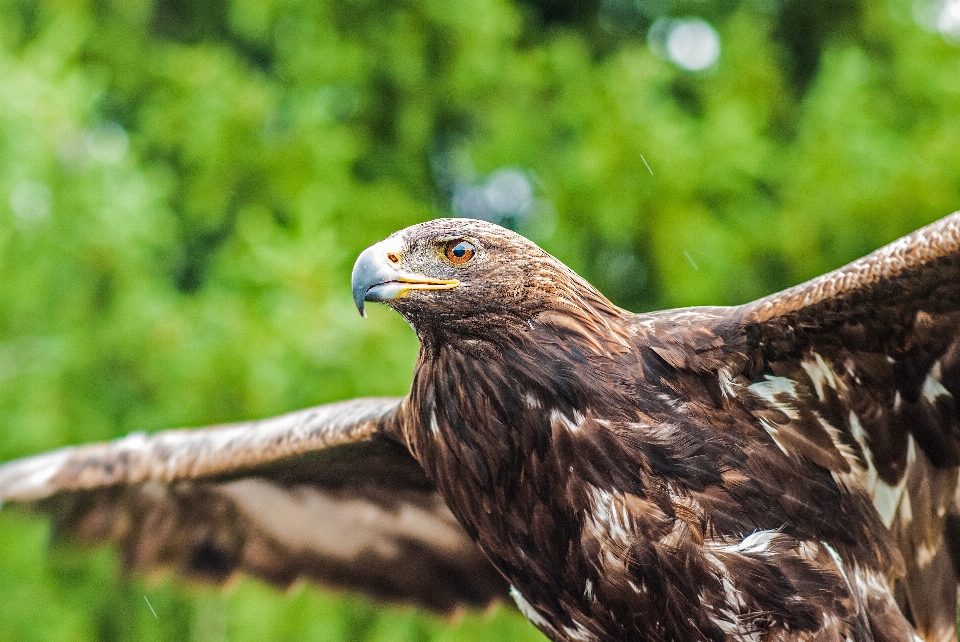 Natura uccello animale volare