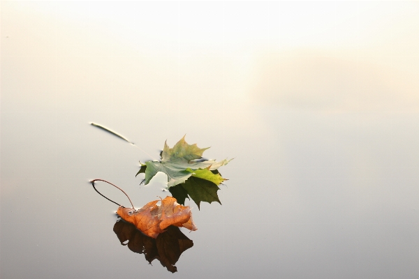 Water nature branch plant Photo