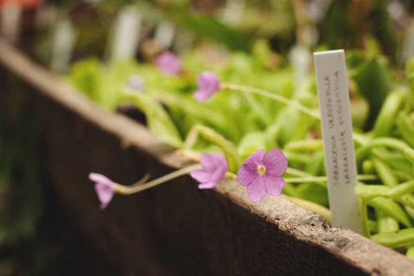 Nature blossom plant photography Photo