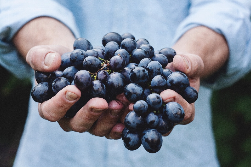 Hand person plant grape