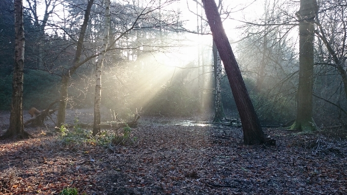 Tree nature forest branch Photo