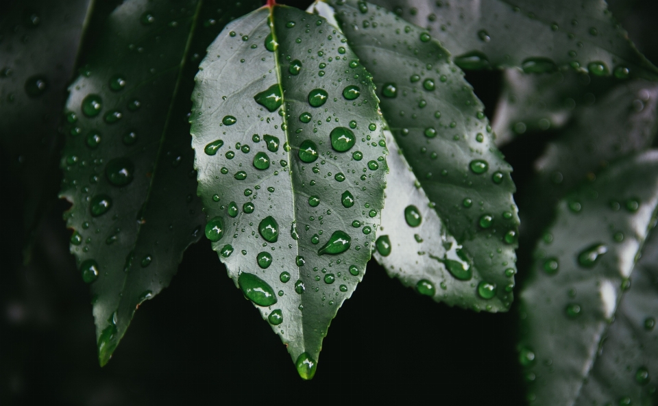 树 水 自然 分支