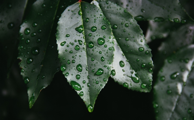 Tree water nature branch Photo