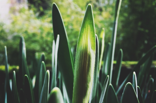 Foto Alam rumput tanaman bidang