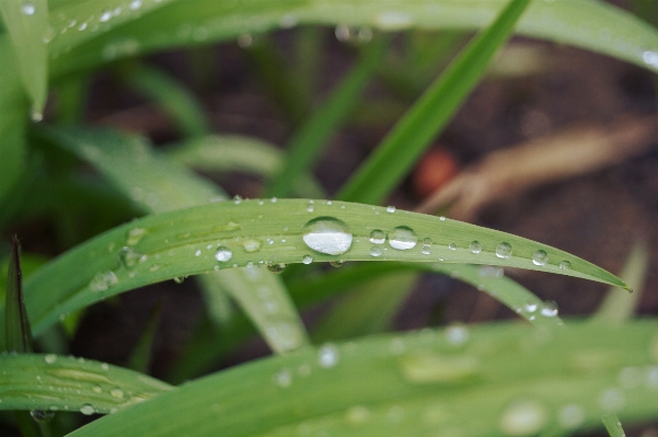 Water nature grass droplet Photo