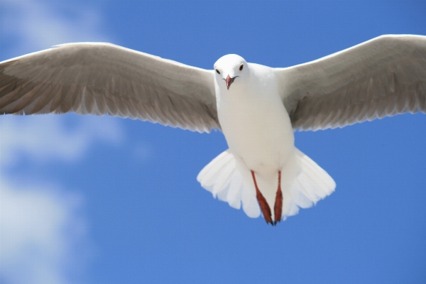 鳥 羽 動物 海鳥
 写真