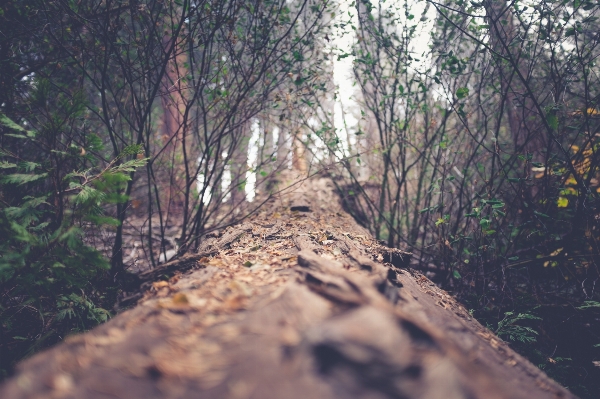 Foto Albero natura foresta selvaggia
