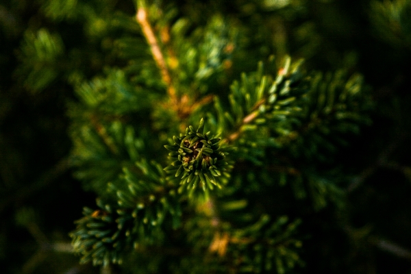 Tree nature branch growth Photo