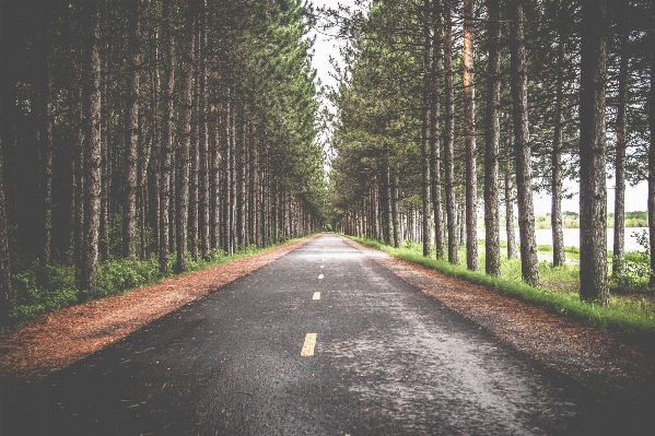 Tree forest road trail Photo