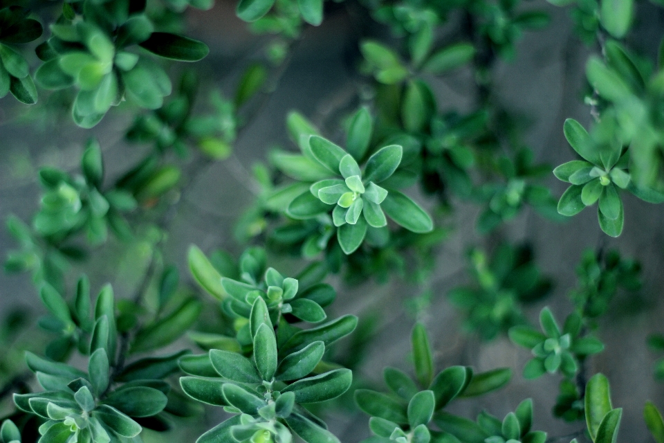 Nature growth plant leaf