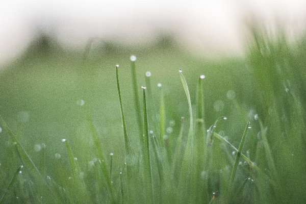 Water nature grass dew Photo