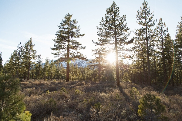 Landscape tree forest wilderness Photo