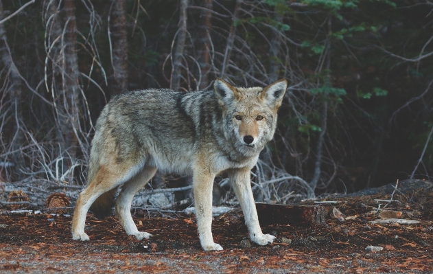 Foto Animal animais selvagens selvagem pelagem