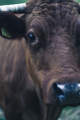 Animal wildlife cow pasture Photo