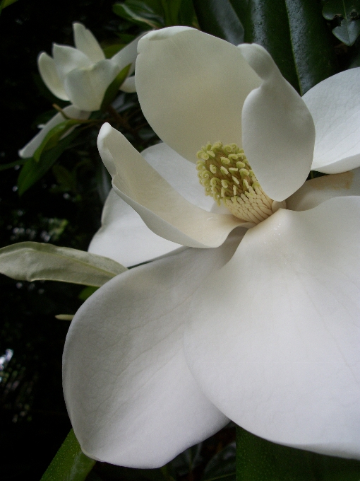 Florescer plantar branco flor