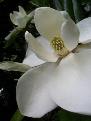 花 植物 白 花弁 写真