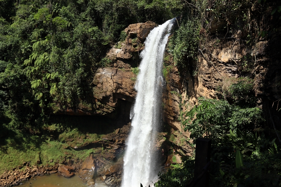 Water forest waterfall stream