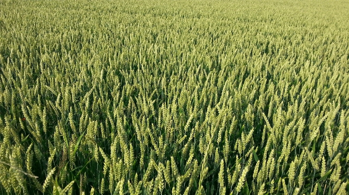 Grass plant field farm Photo