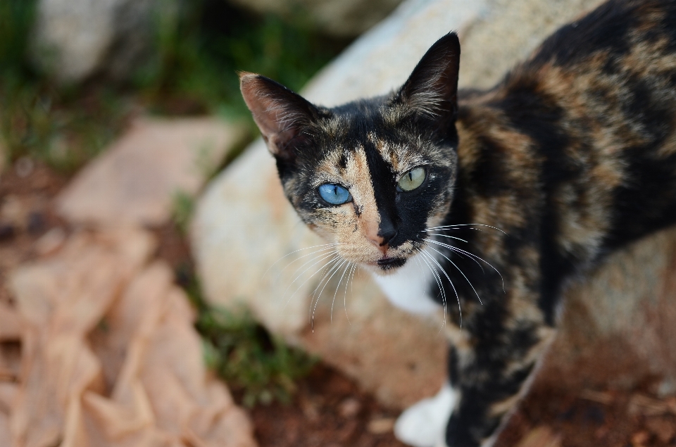 野生动物 小猫 猫 哺乳动物