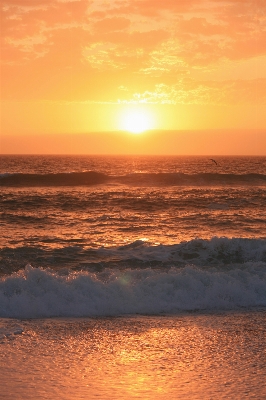 ビーチ 海 海岸 海洋 写真