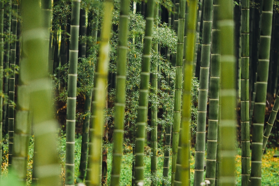 Albero foresta erba ramo