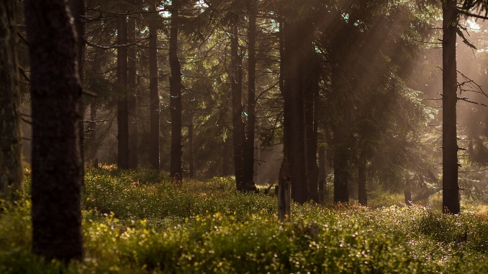 Tree nature forest wilderness Photo