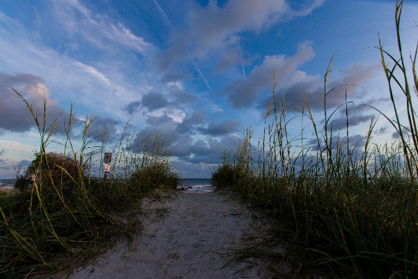 Landscape sea coast tree Photo