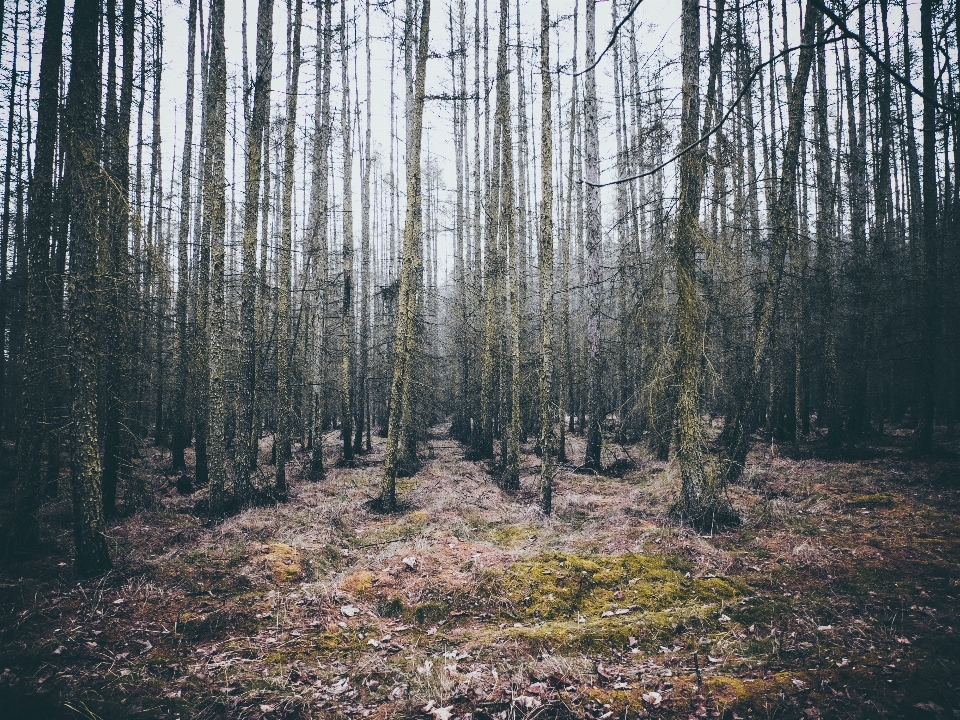 Landscape tree nature forest