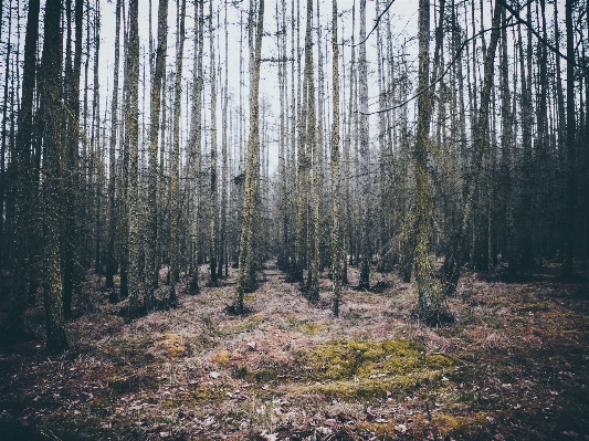 Landscape tree nature forest Photo