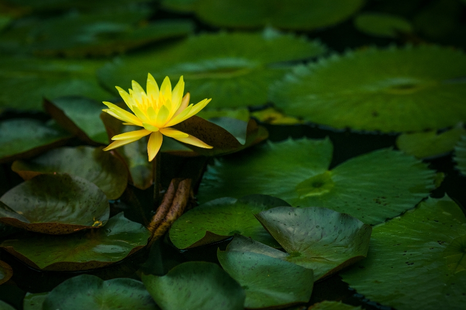 Natura pianta foglia fiore