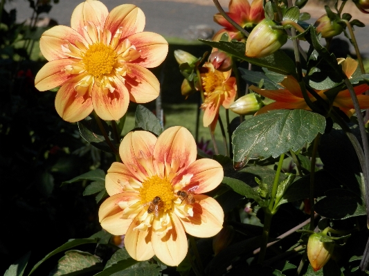 Blossom plant flower petal Photo