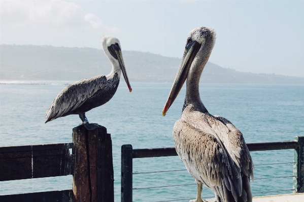 Bird pelican seabird wildlife Photo