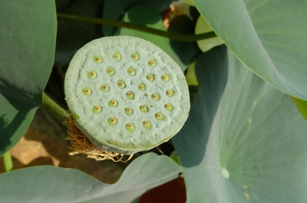 Plant fruit leaf flower Photo