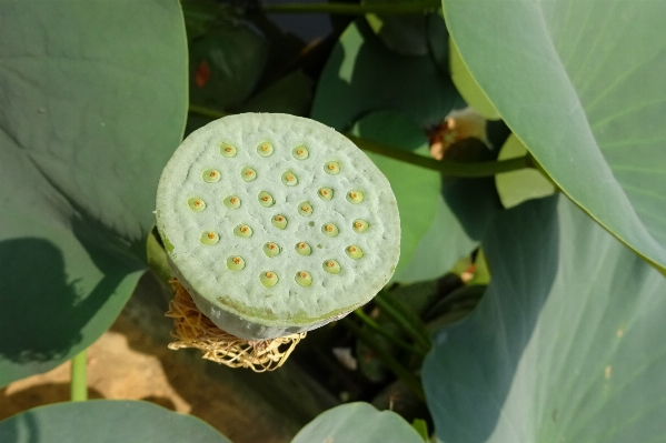 Plant fruit leaf flower Photo