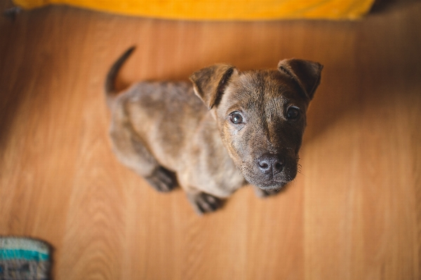 子犬 犬 哺乳類 脊椎動物
 写真