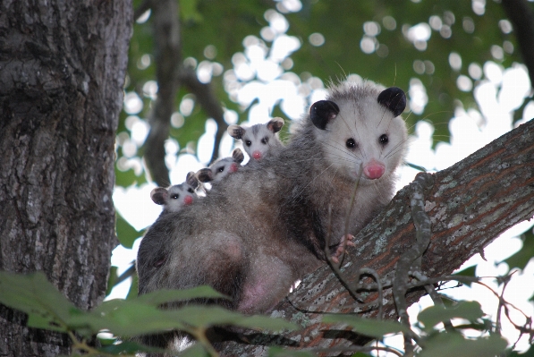 Branch animal wildlife wild Photo