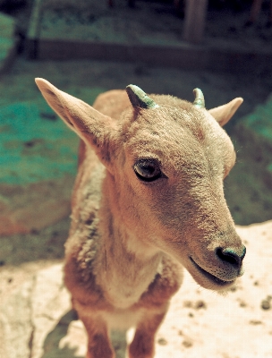 Foto Anak satwa margasatwa kambing