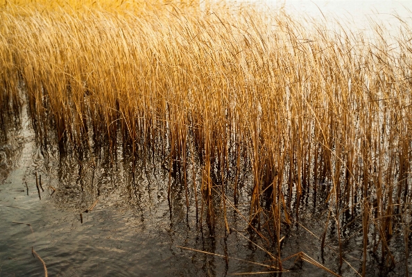 Foto Acqua natura erba pianta