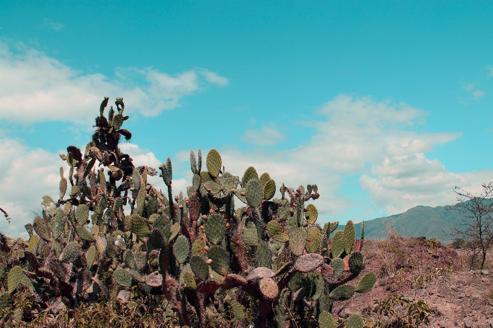 Mountain cactus plant flower