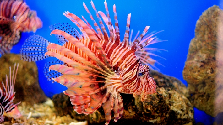 Habitat coral reef lionfish marine biology Photo