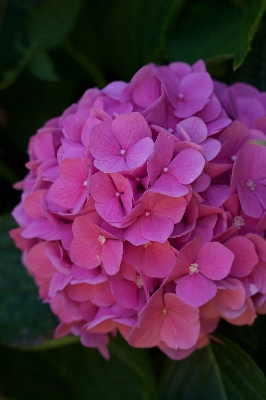 Nature blossom plant flower Photo